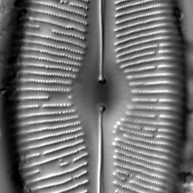 Cymbopleura inaequalis LM1