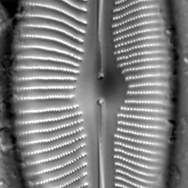 Cymbopleura inaequalis LM3