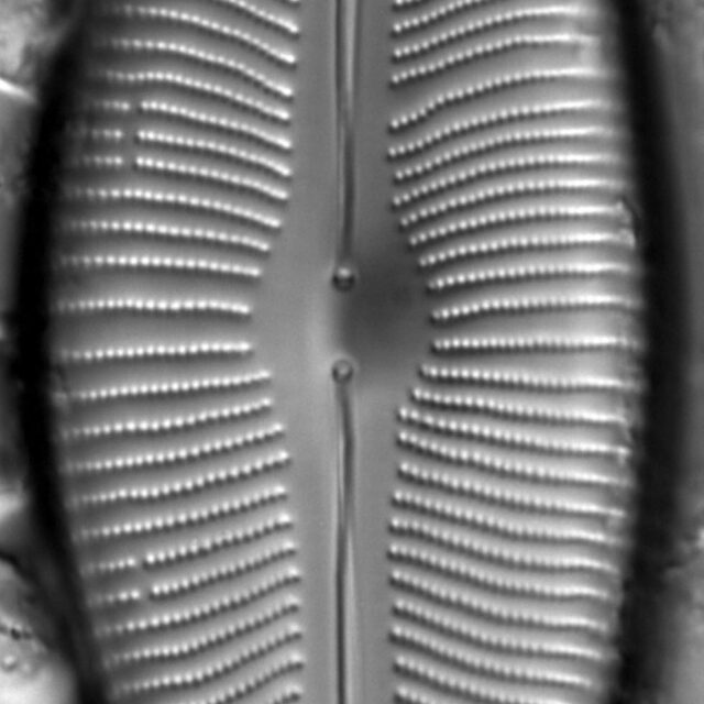 Cymbopleura inaequalis LM4