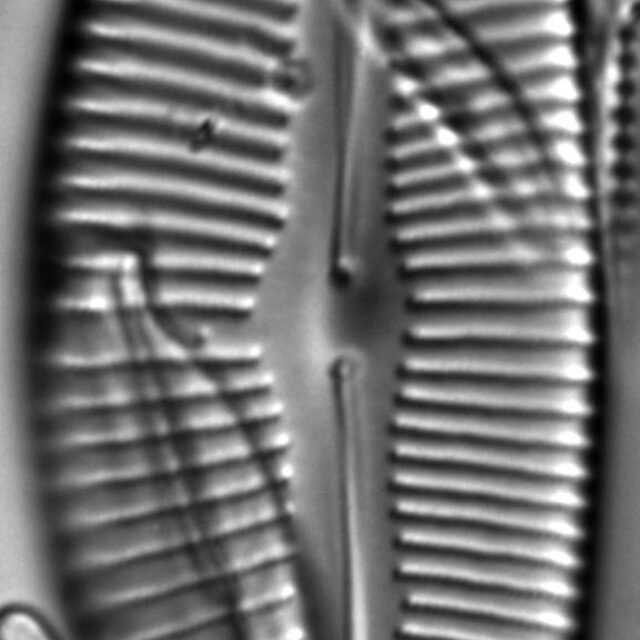 Cymbopleura lata LM5