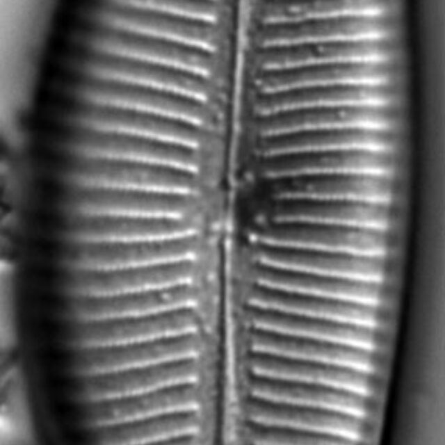 Cymbopleura lata LM6