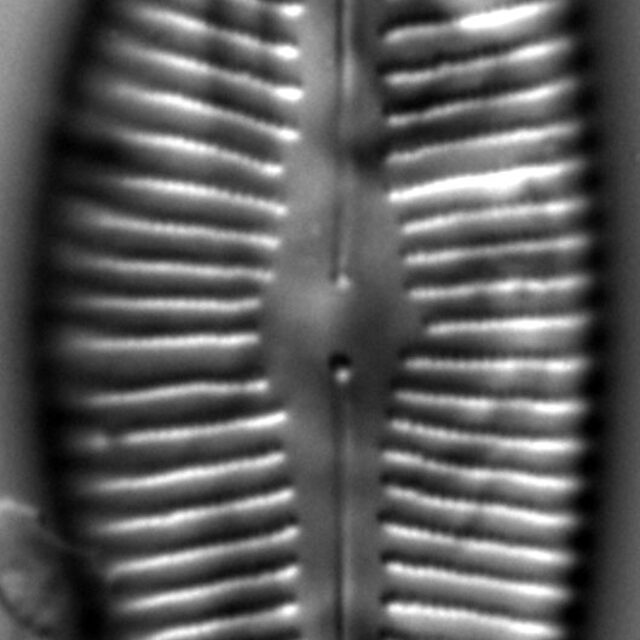 Cymbopleura lata LM7