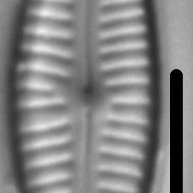 Cymbopleura amphicephala LM7