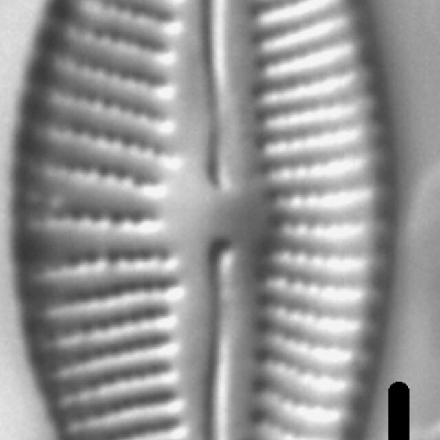 Cymbella designata LM3