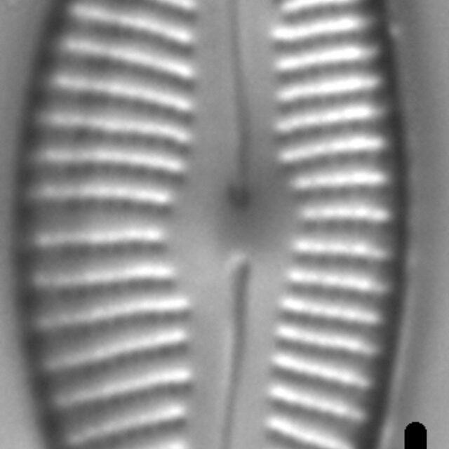 Cymbella designata LM4