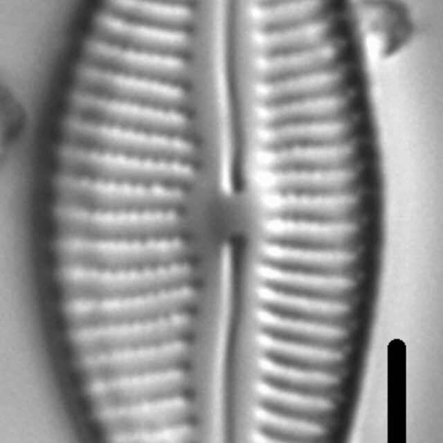 Cymbella designata LM5