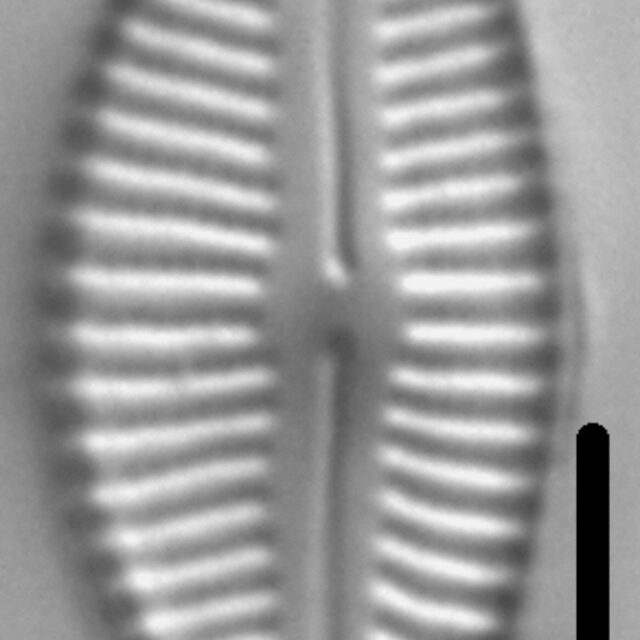 Cymbella designata LM6