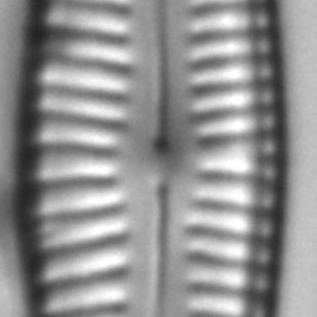 Cymbopleura frequens LM2