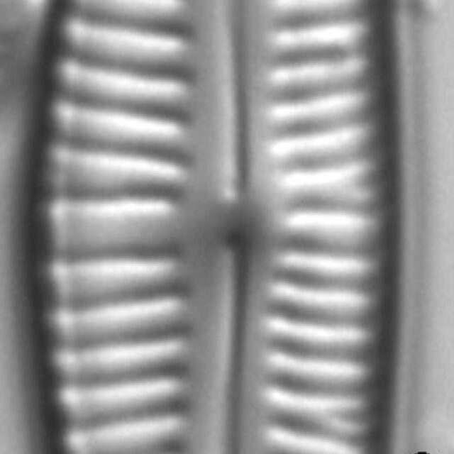 Cymbopleura frequens LM3