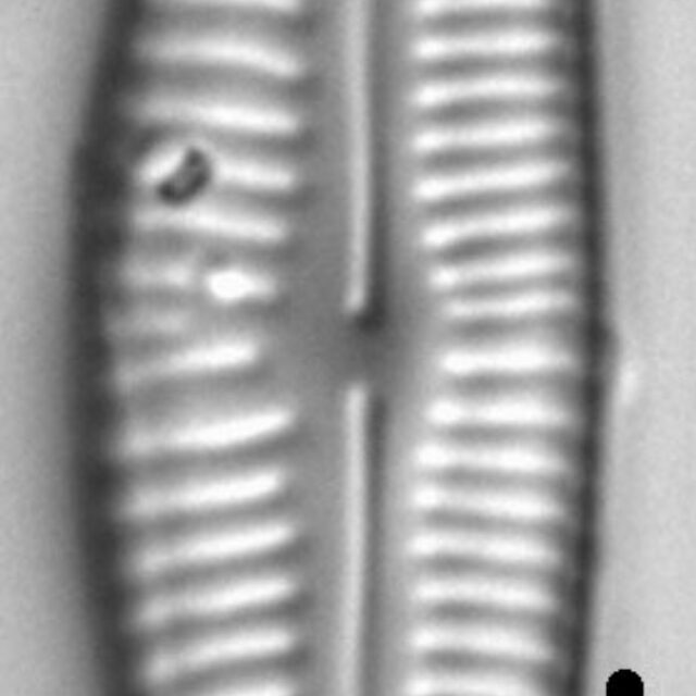 Cymbopleura frequens LM4