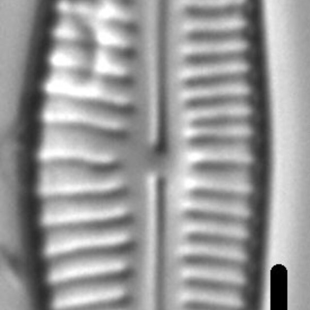 Cymbopleura frequens LM5