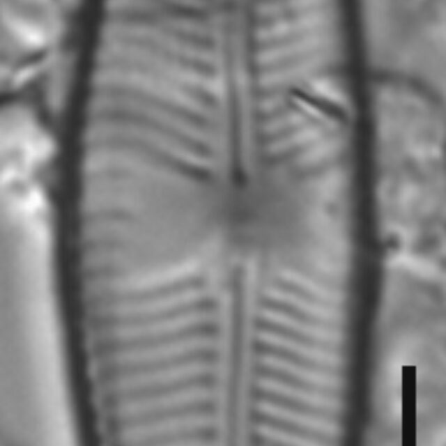 Cymbopleura Stauroneiformis  Wet Ak443 Final