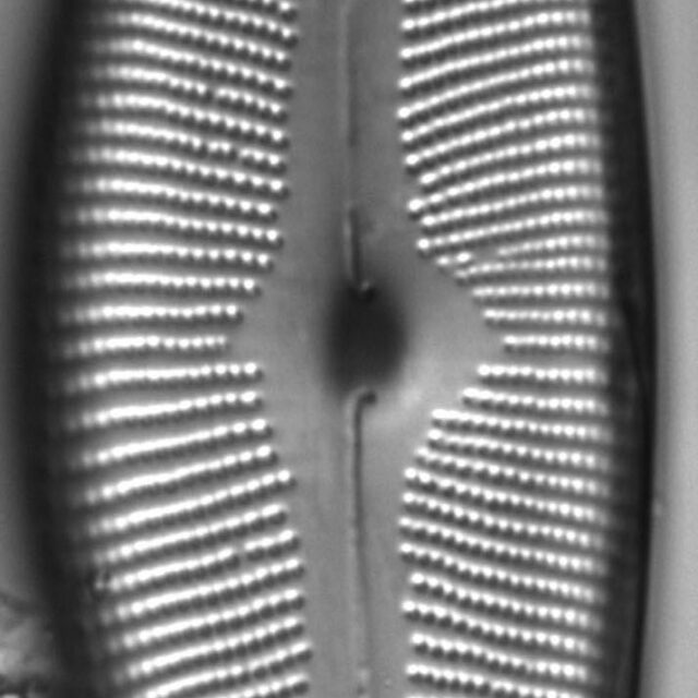 Cymbopleura subcuspidata LM3