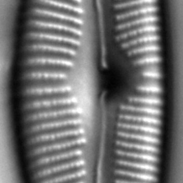 Cymbopleura sublanceolata LM2