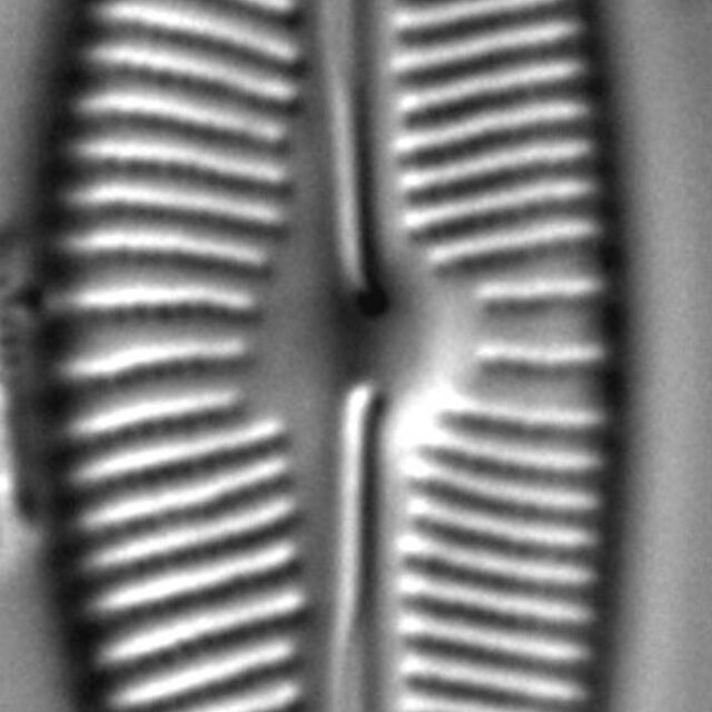 Cymbopleura sublanceolata LM4