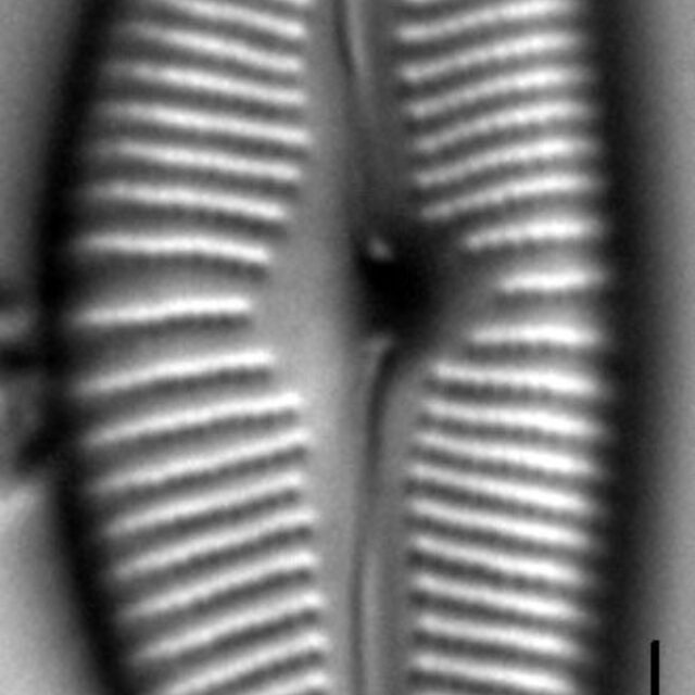 Cymbopleura sublanceolata LM6