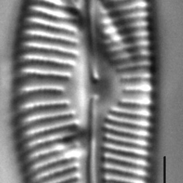 Cymbopleura sublanceolata LM7