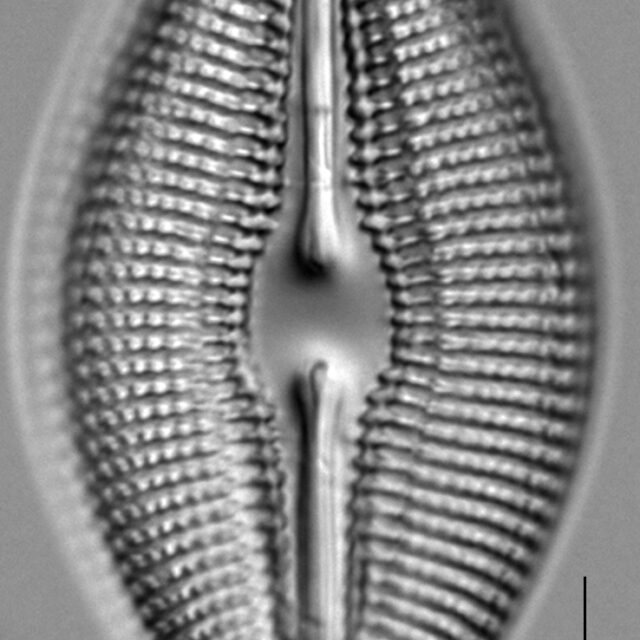 Dielliptica 2