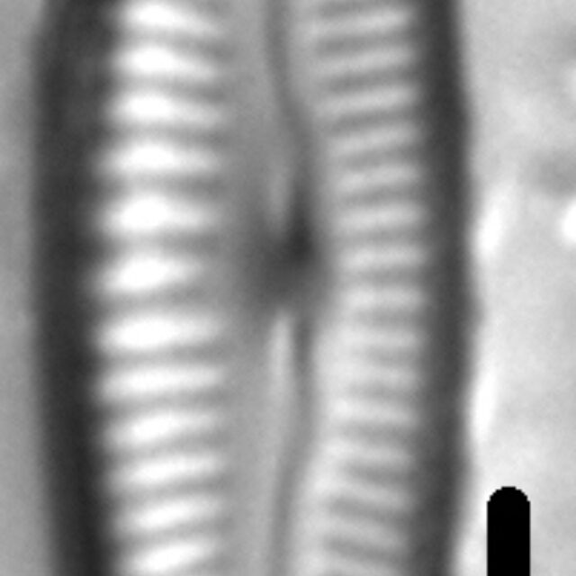 Delicata Alpestris LM4