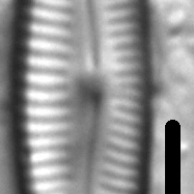 Delicata Alpestris LM6