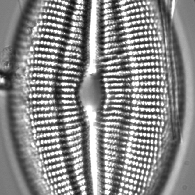 Diploneis finnica LM3