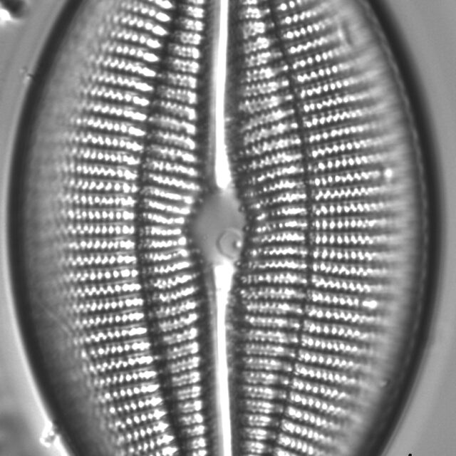 Diploneis finnica LM4