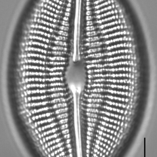 Diploneis finnica LM6