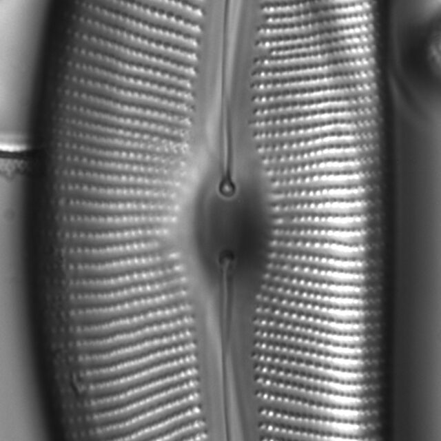 Diatom  Photos17800