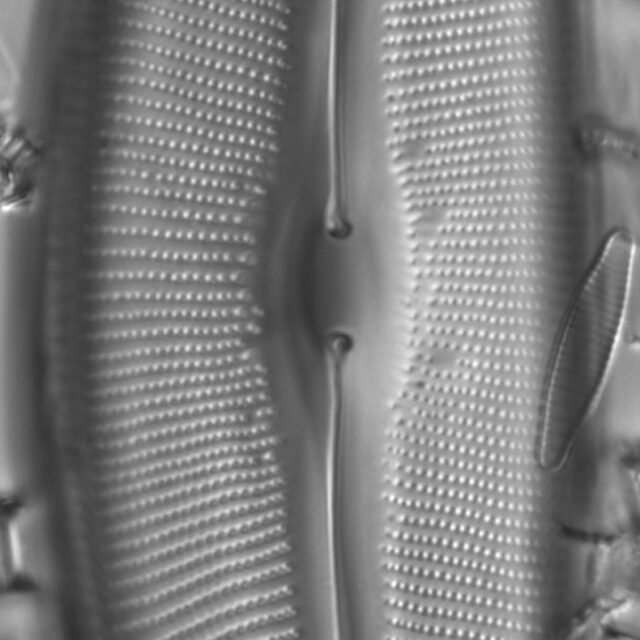 Diatom  Photos17802