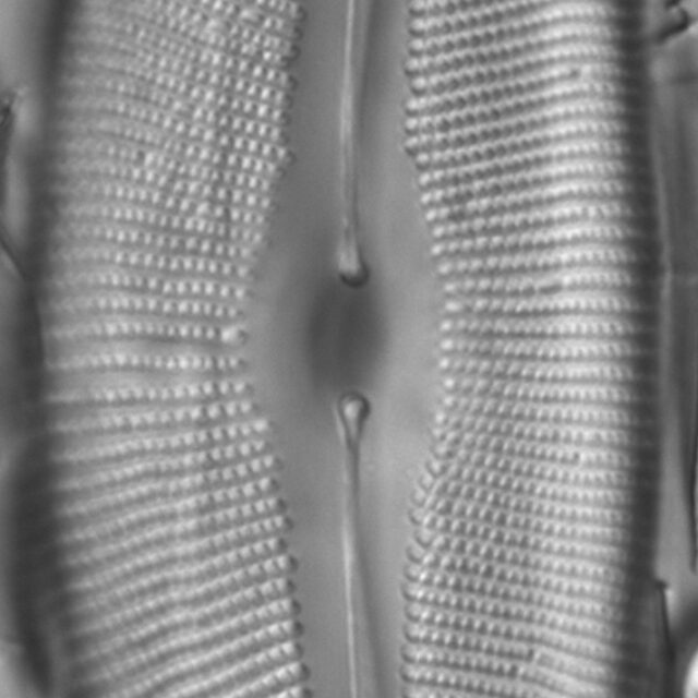 Diatom  Photos17804