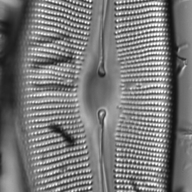 Diatom  Photos17805