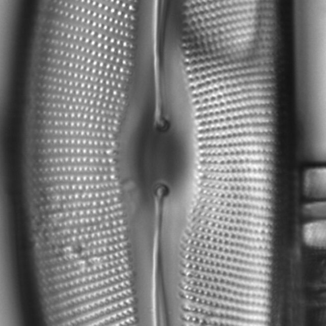 Diatom  Photos17809