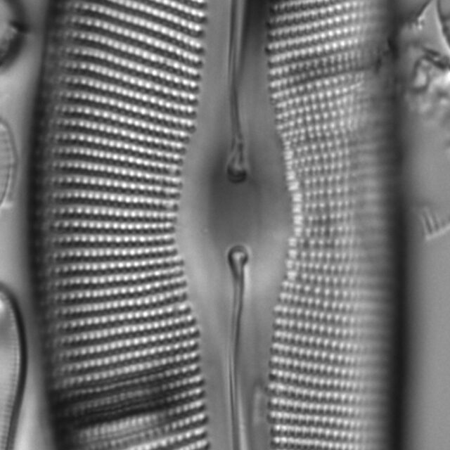 Diatom  Photos17812