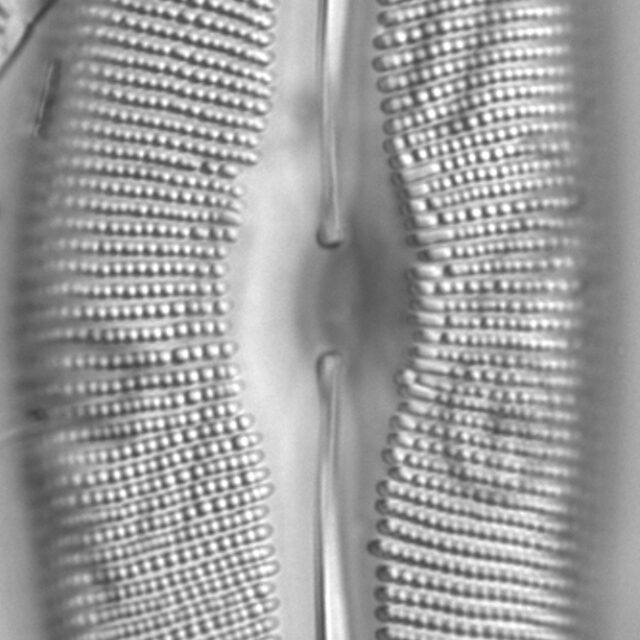 Diatom  Photos17830