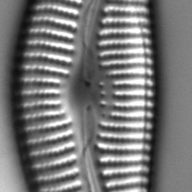 Diatom  Photos18297