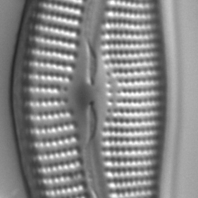 Diatom  Photos18299