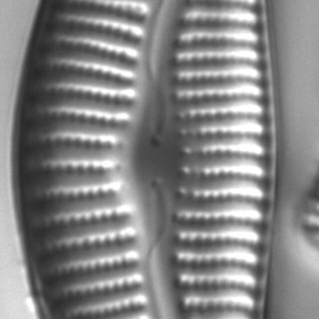 Diatom  Photos18302