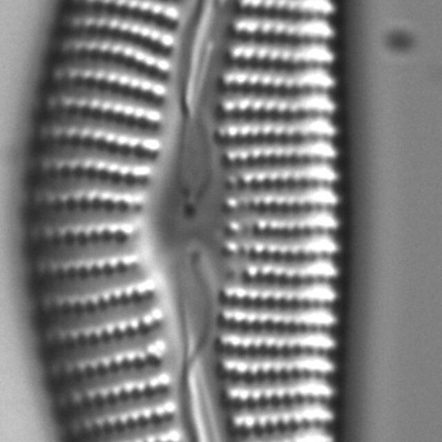 Diatom  Photos18316