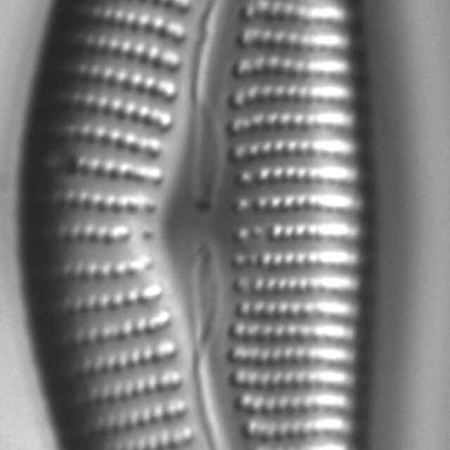 Diatom  Photos18318