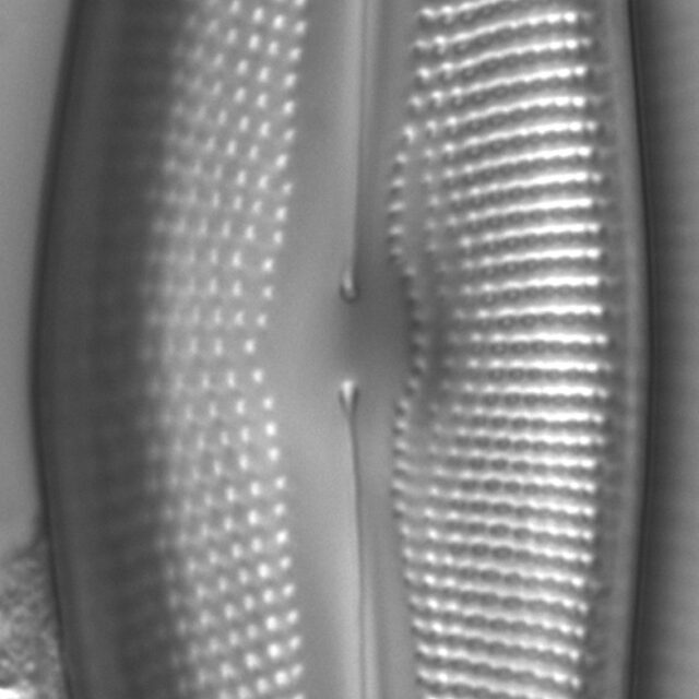 Diatom  Photos19237