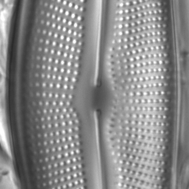 Diatom  Photos19242