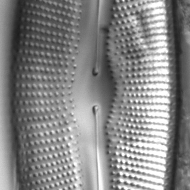 Diatom  Photos19243