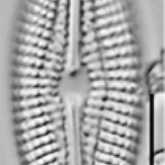 Diploneis abscondita LM7