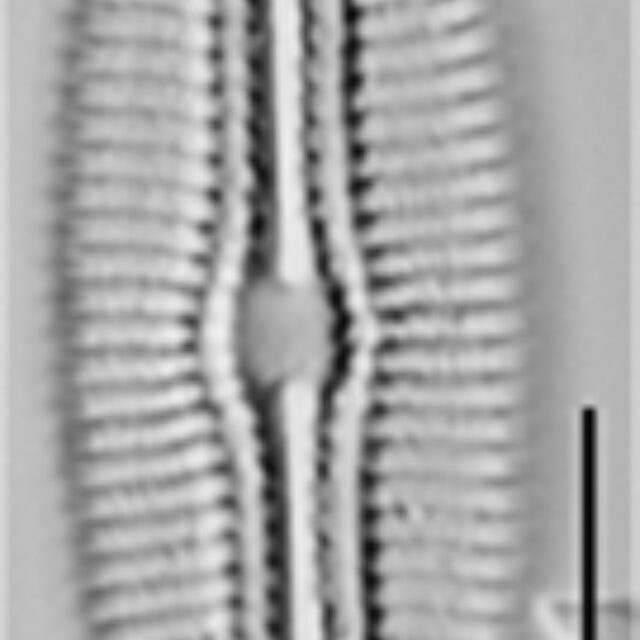 Diploneis boldtiana LM4