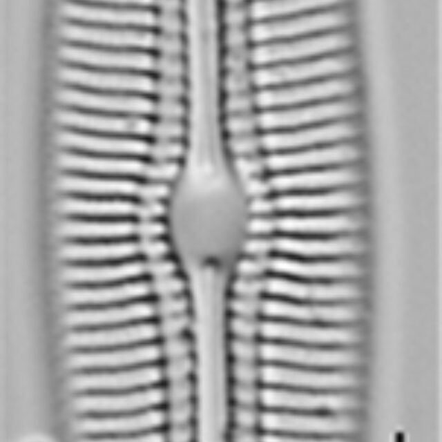 Diploneis boldtiana LM1