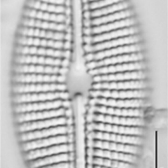 Diploneis calcilacustris LM3