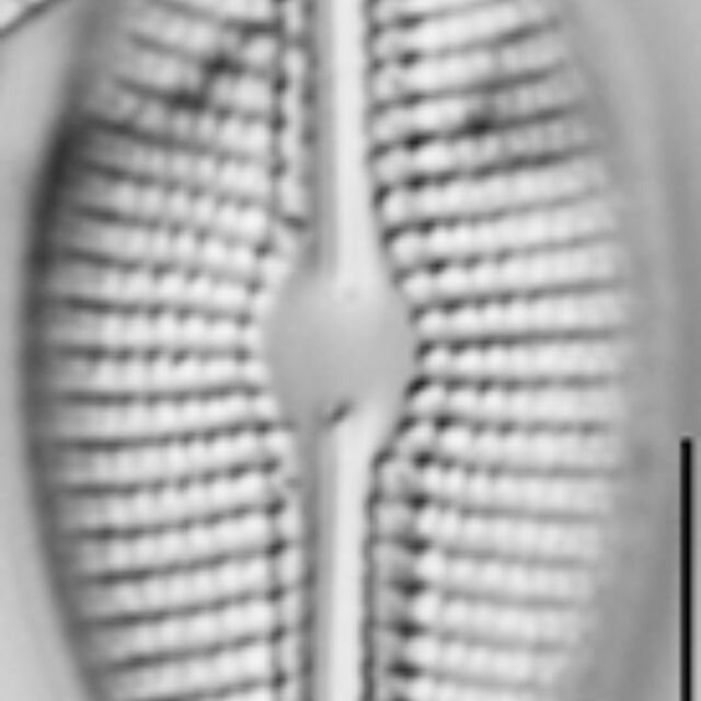 Diploneis calcilacustris LM5