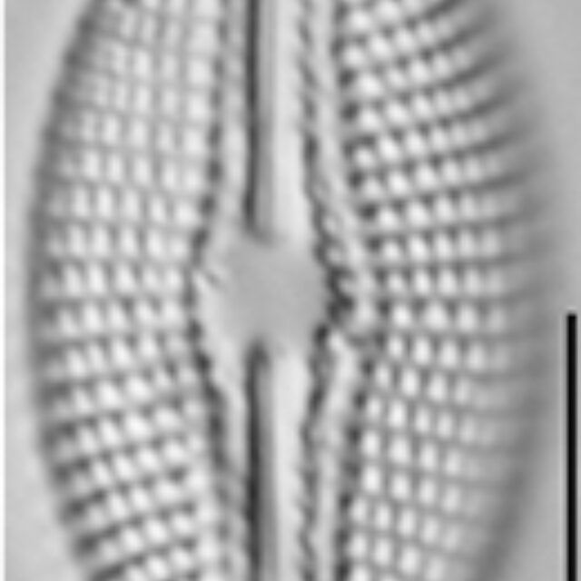 Diploneis calcilacustris LM6