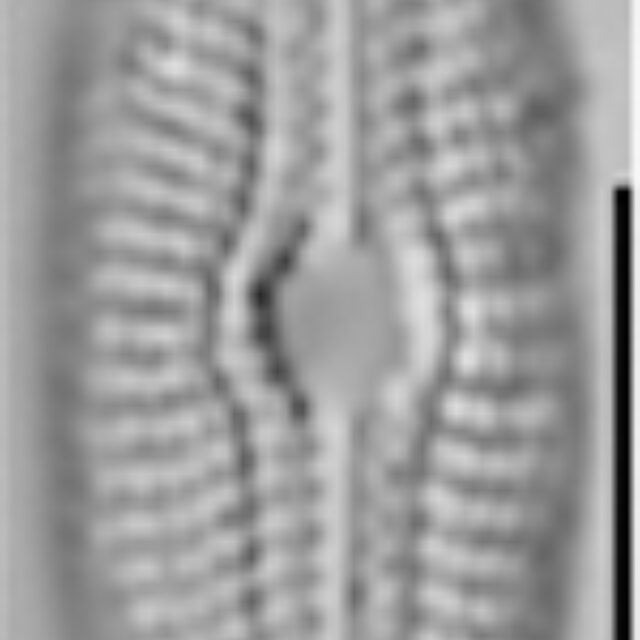 Diploneis fontanella LM4