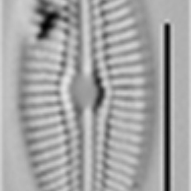 Diploneis fontanella LM7